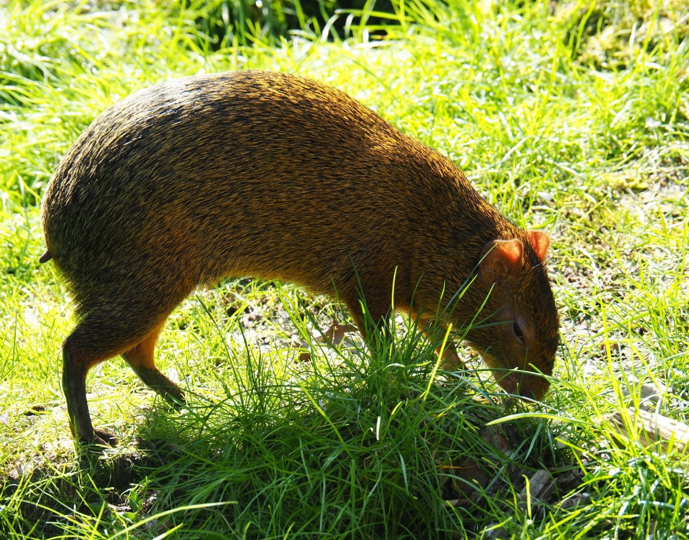 Azara's agouti (Dasyprocta azarae), 2019-03-30