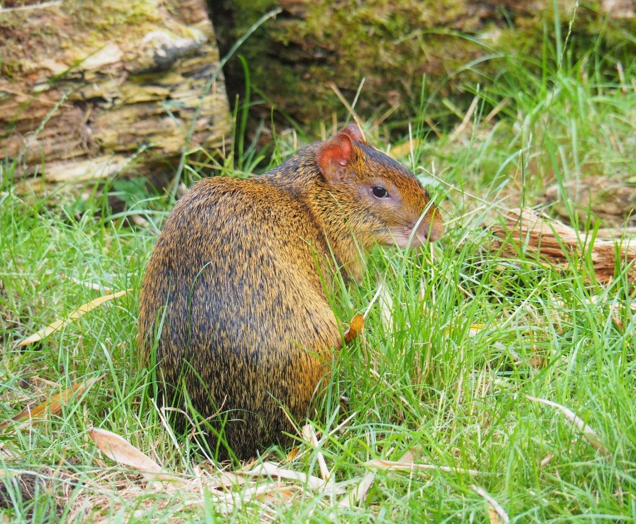 Azara's agouti (Dasyprocta azarae), 2019-07-21