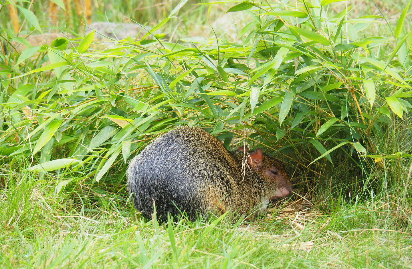 Azara's agouti (Dasyprocta azarae), 2019-07-21