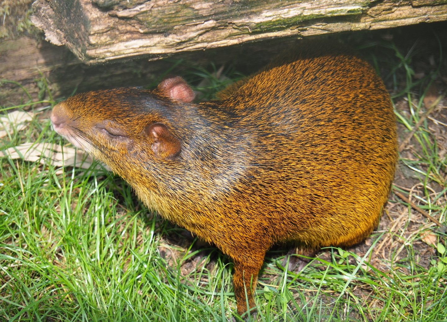 Azara's agouti (Dasyprocta azarae), 2019-07-21