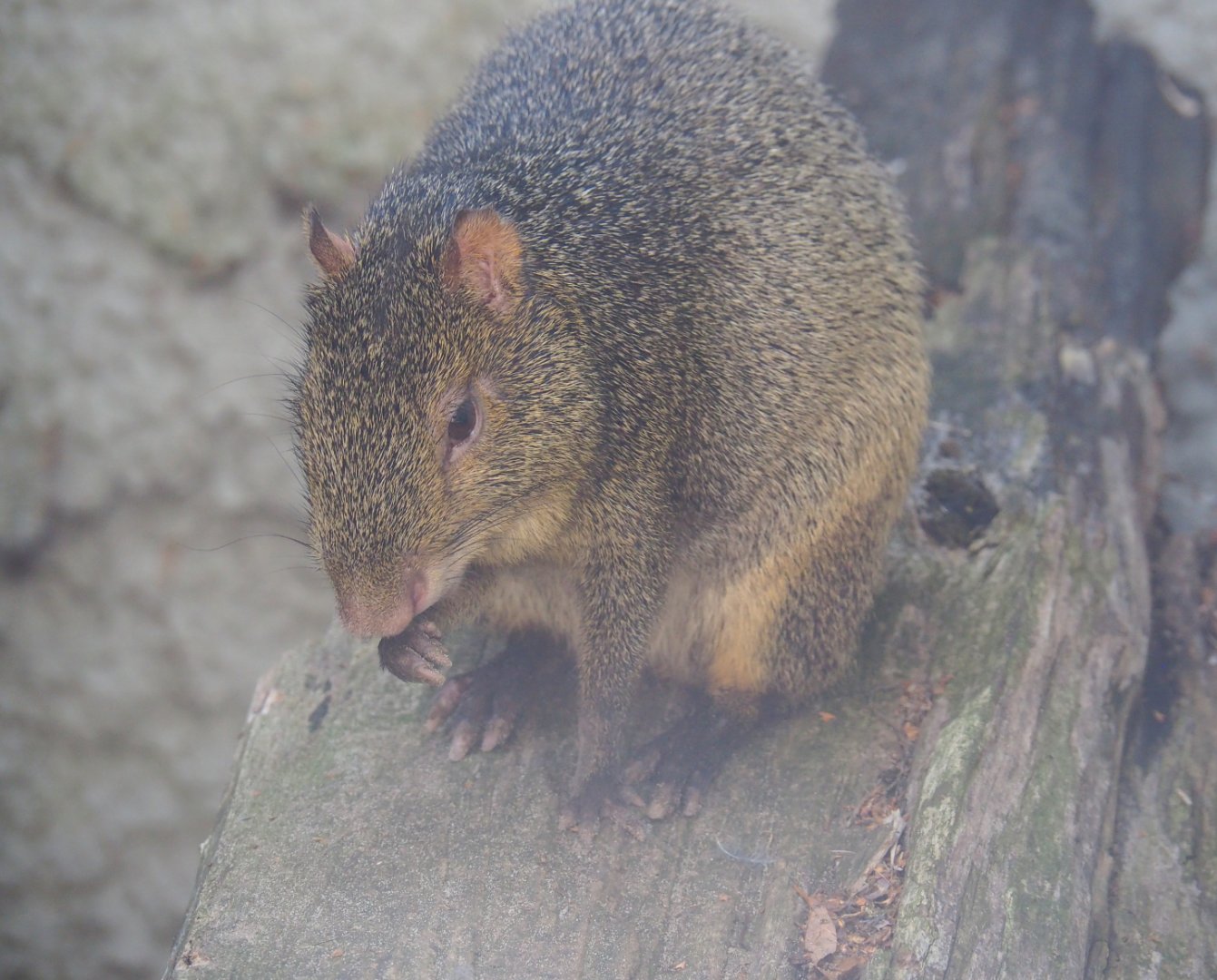 Azara's agouti (Dasyprocta azarae), 2019-08-04