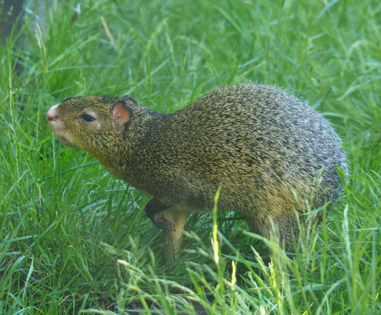 Azara's agouti (Dasyprocta azarae), 2020-06-20