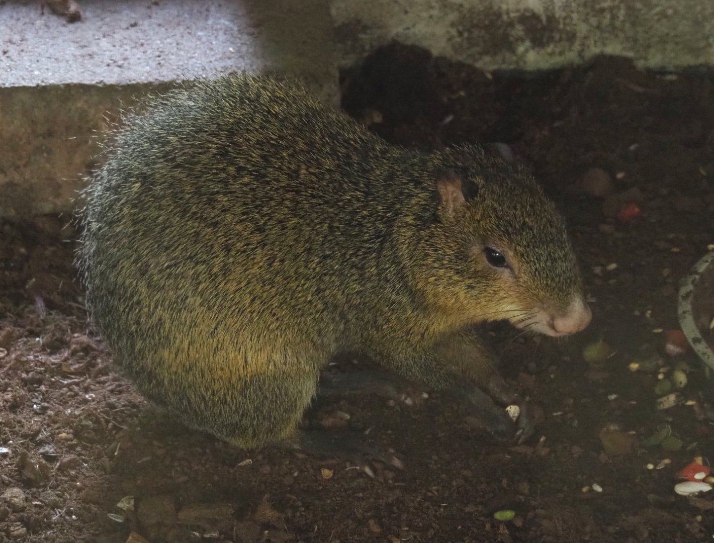 Azara's agouti (Dasyprocta azarae), 2021-06-15