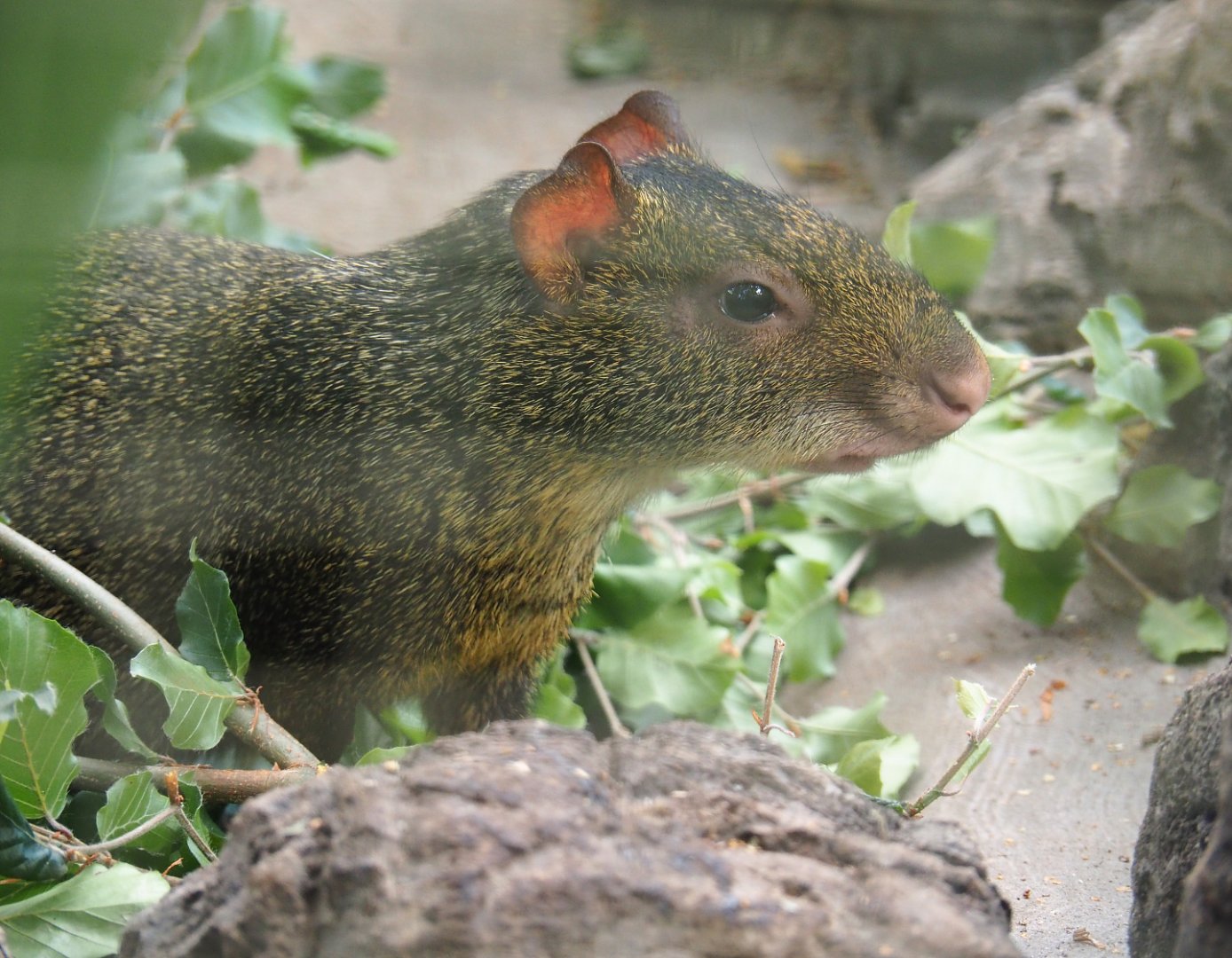 Azara's agouti (Dasyprocta azarae), 2022-06-28