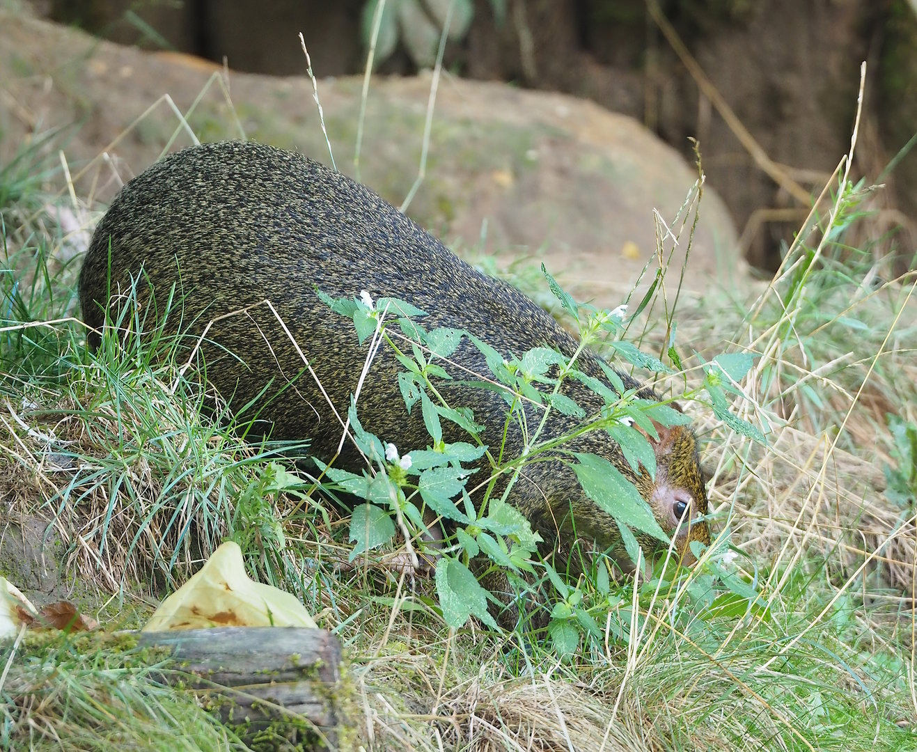Azara's agouti (Dasyprocta azarae), 2022-08-20