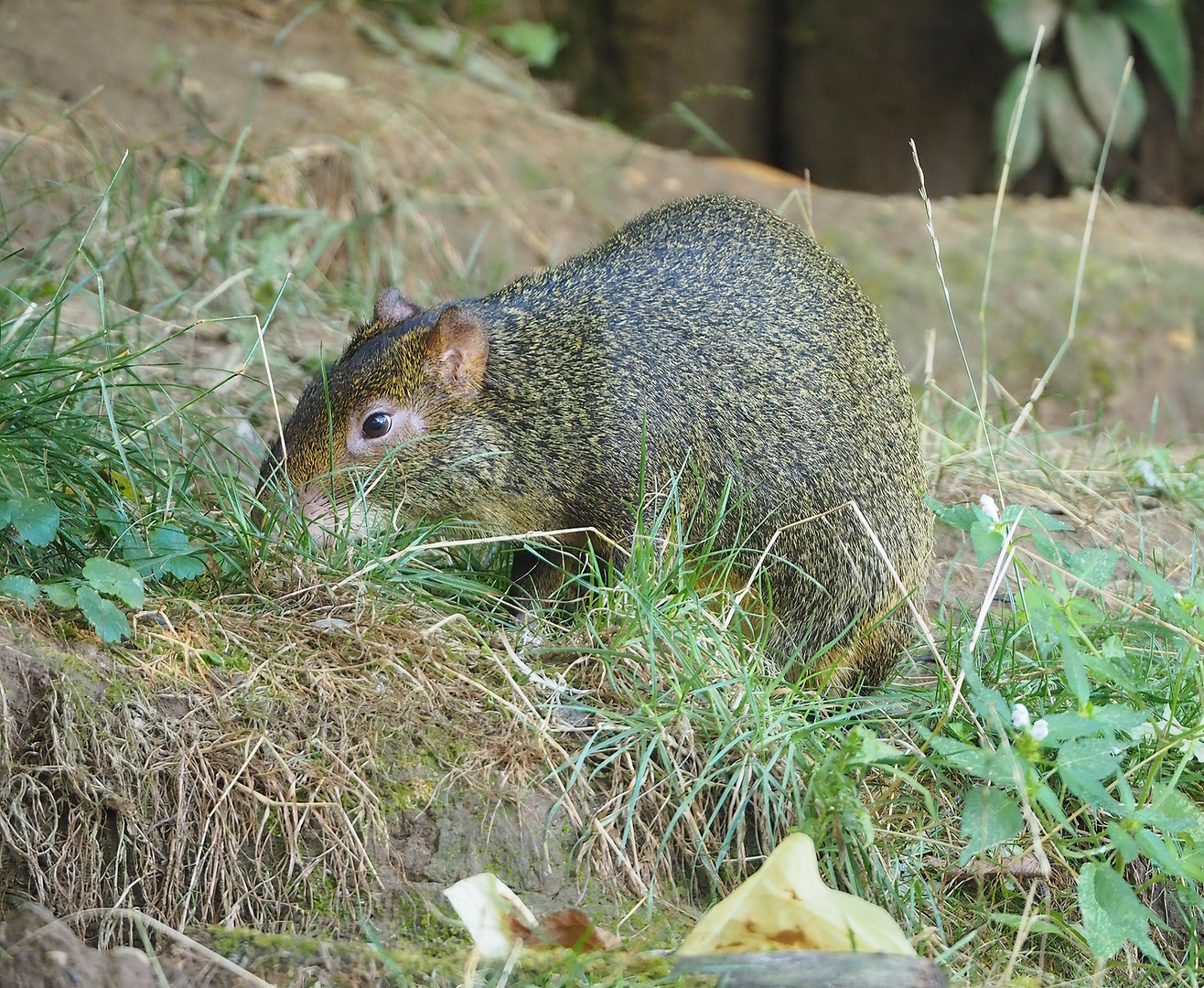Azara's agouti (Dasyprocta azarae), 2022-08-20