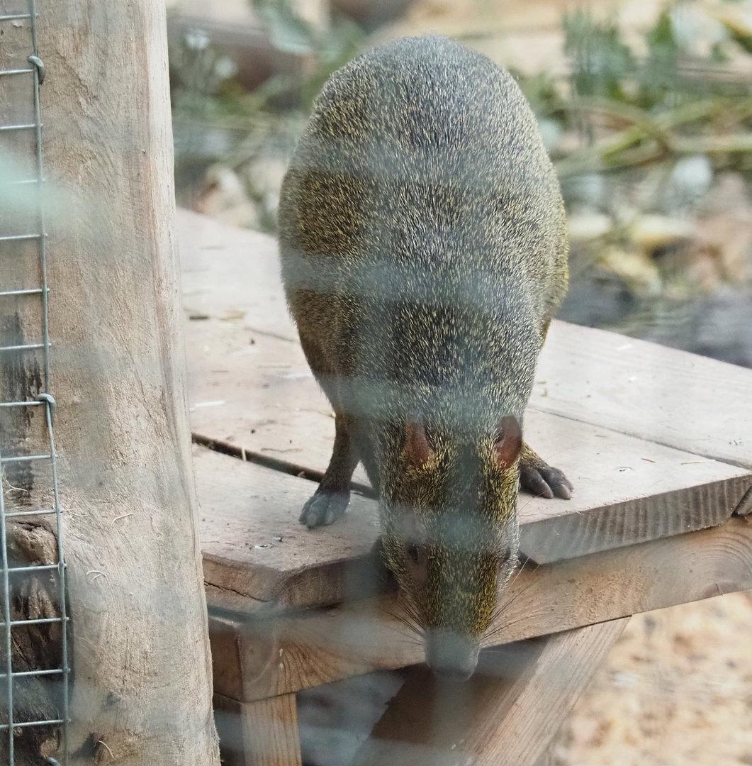 Azara's agouti (Dasyprocta azarae), 2022-09-14