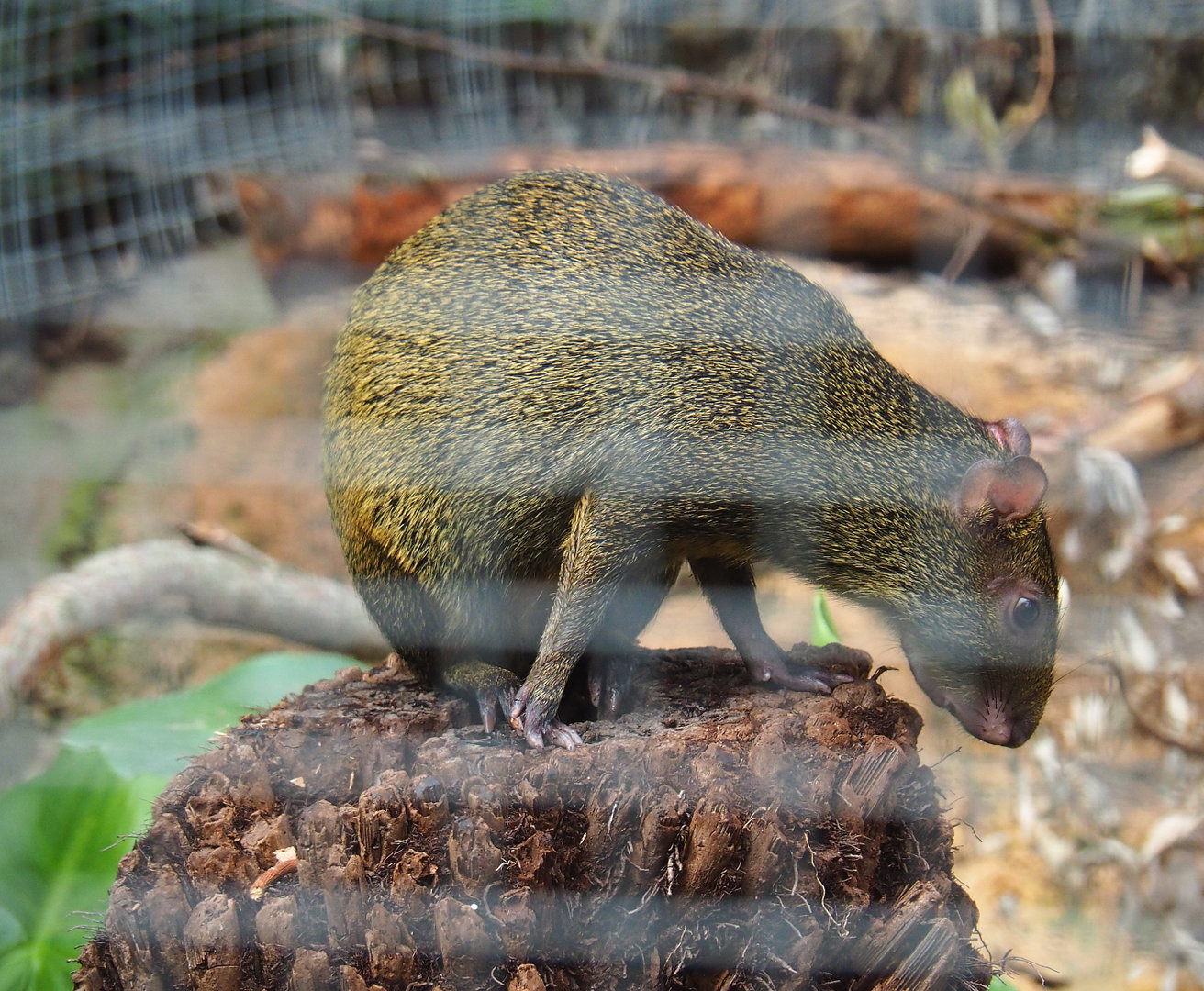 Azara's agouti (Dasyprocta azarae), 2022-09-15