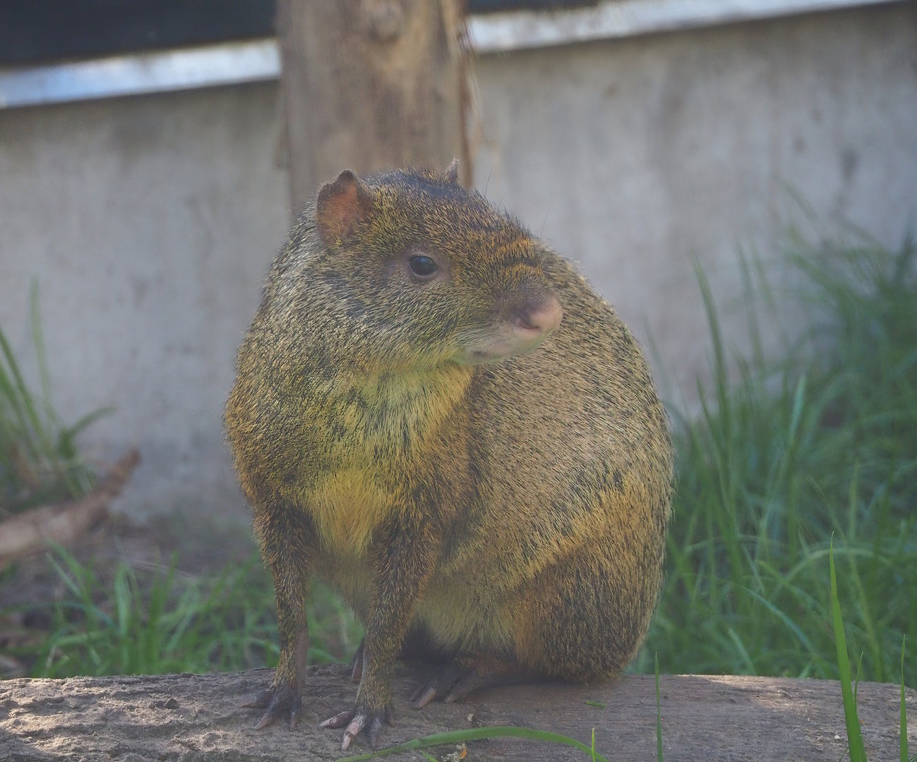 Azara's agouti (Dasyprocta azarae), 2022-10-09