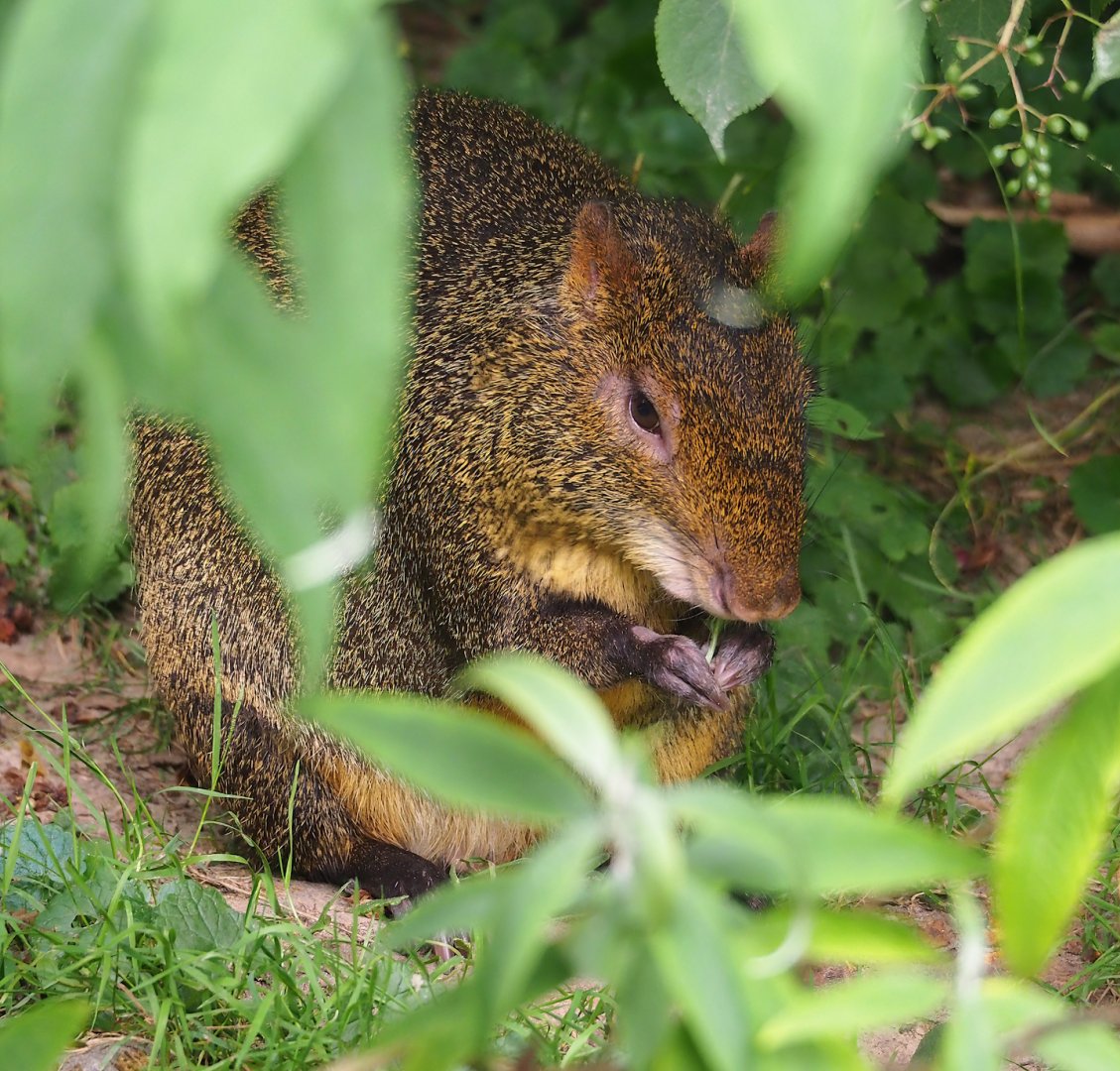 Azara's agouti (Dasyprocta azarae), 2023-07-18