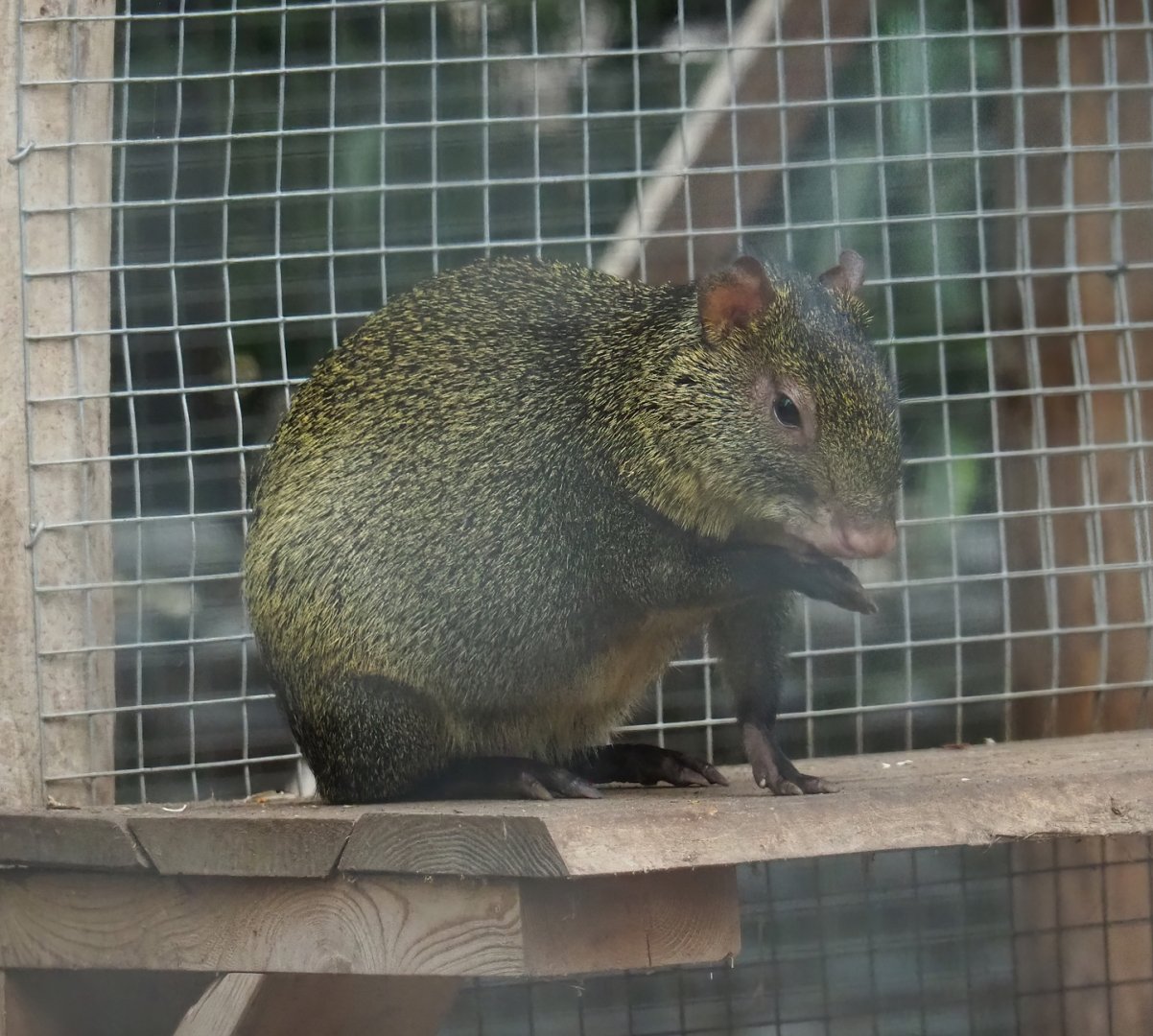 Azara's agouti (Dasyprocta azarae), 2023-10-13
