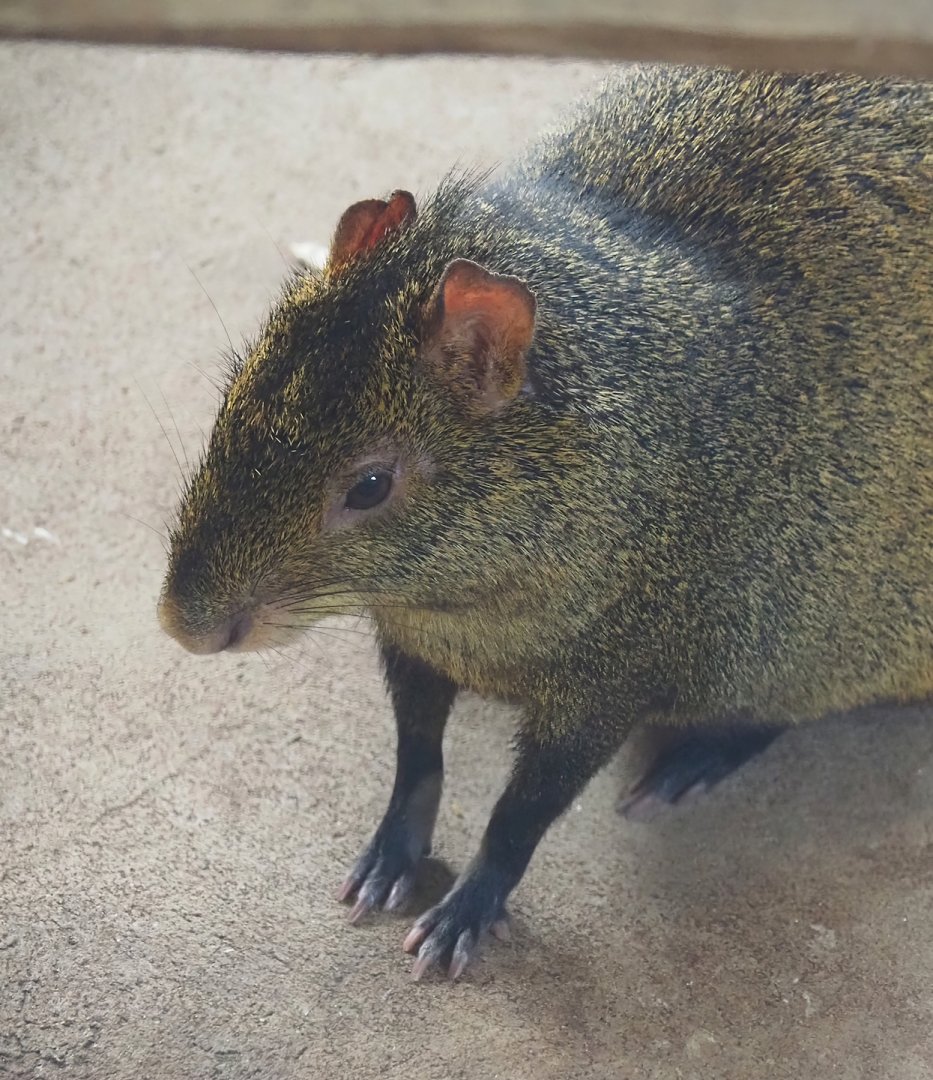 Azara's agouti (Dasyprocta azarae), 2024-04-14