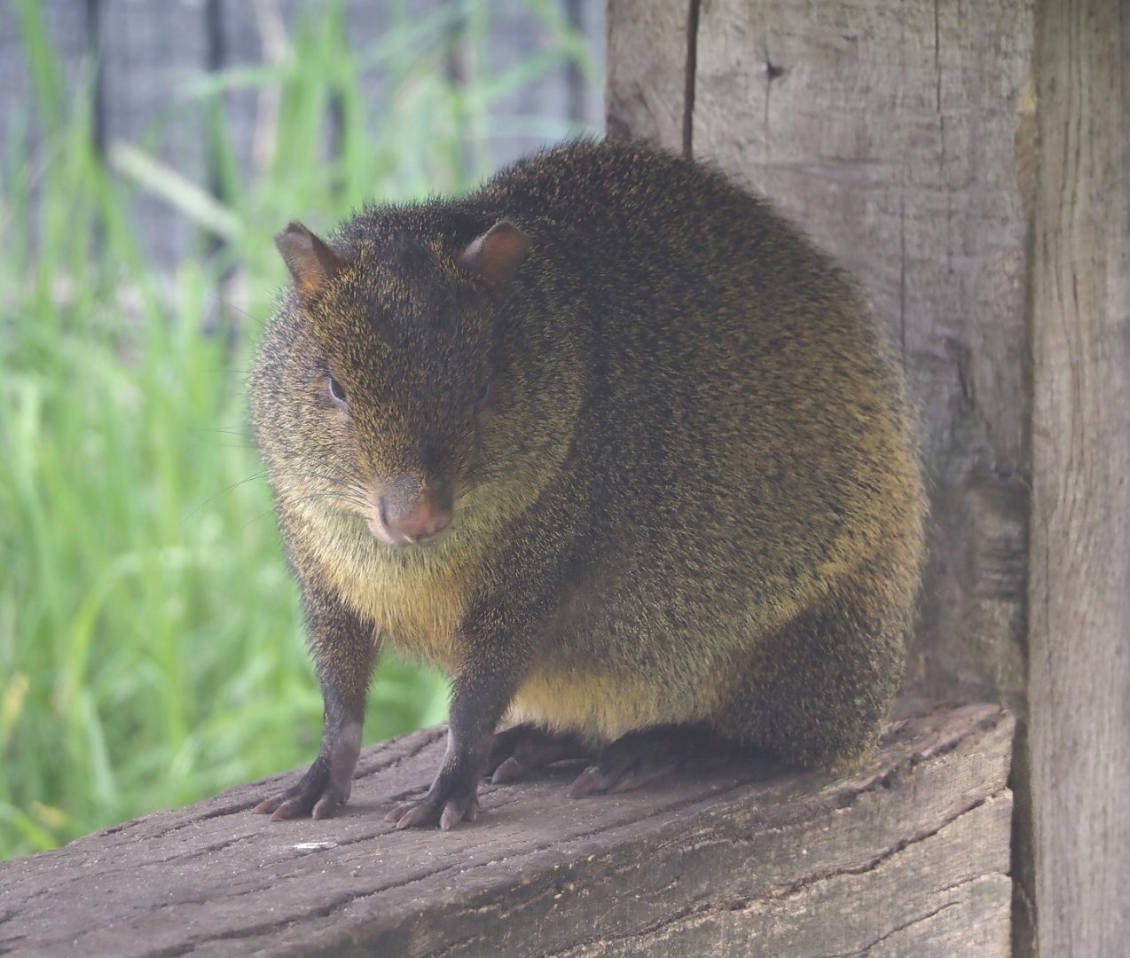 Azara's agouti (Dasyprocta azarae), 2024-04-14