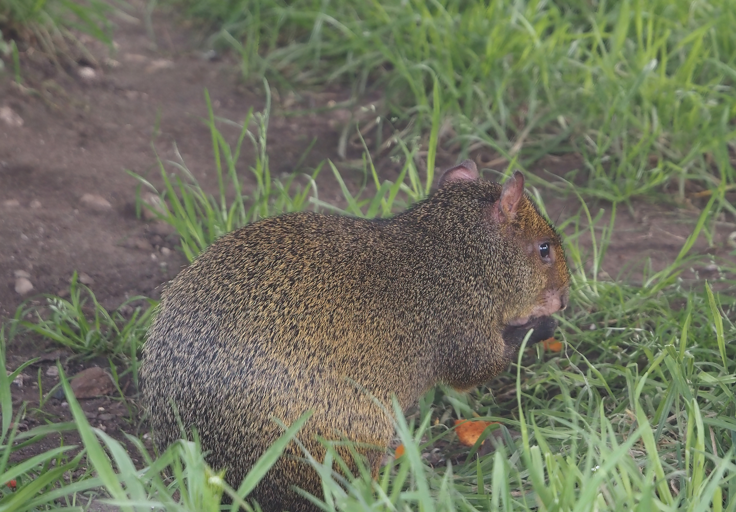 Azara's agouti (Dasyprocta azarae), 2024-04-14