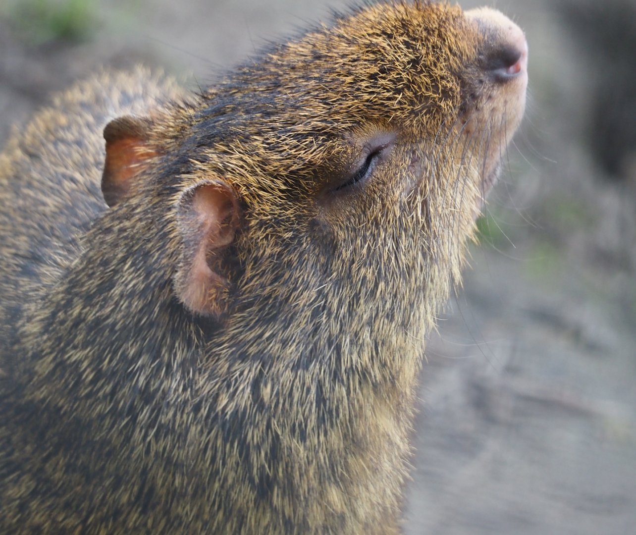 Azara's agouti (Dasyprocta azarae), 2024-05-11