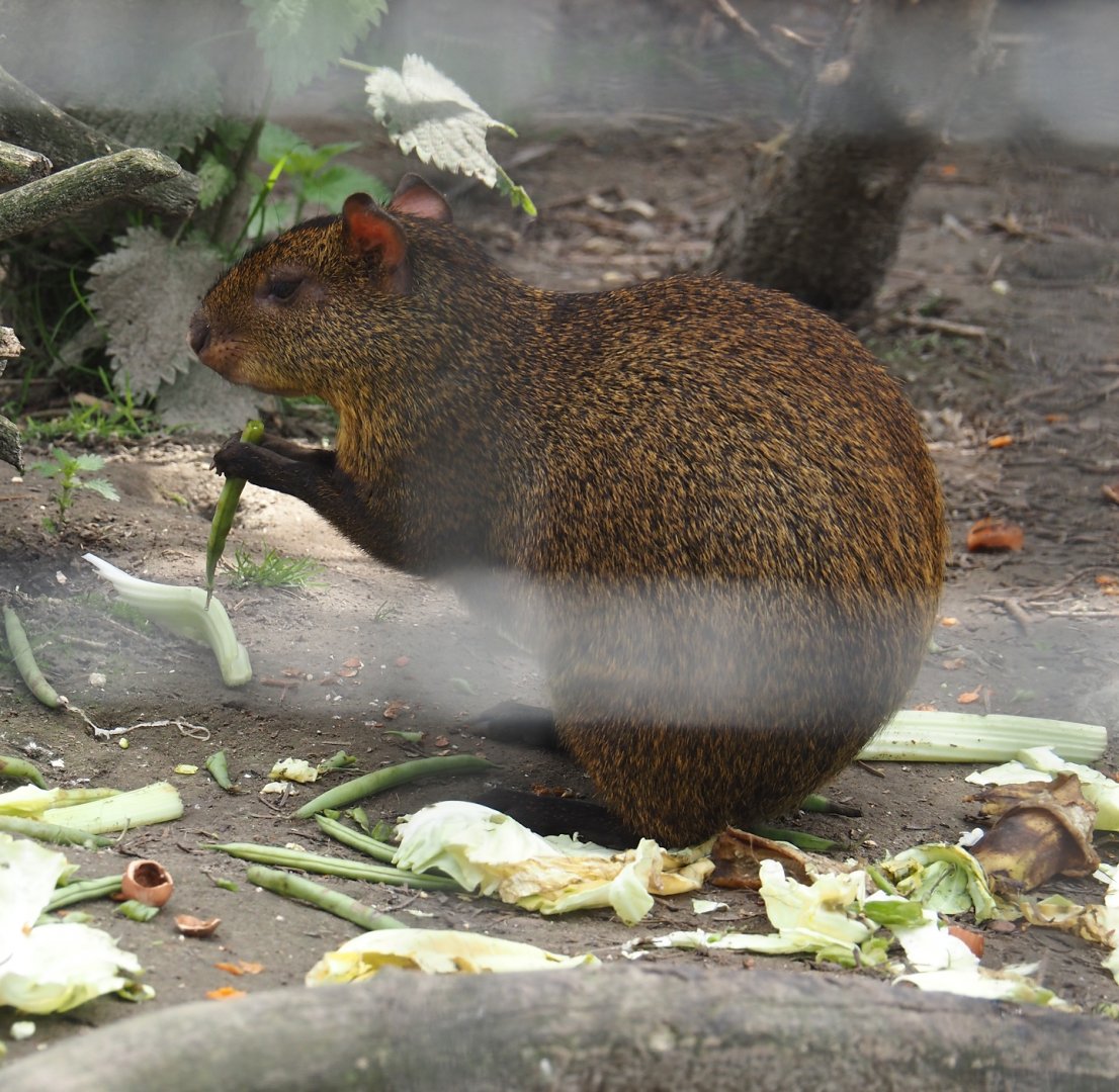 Azara's agouti (Dasyprocta azarae), 2024-05-11