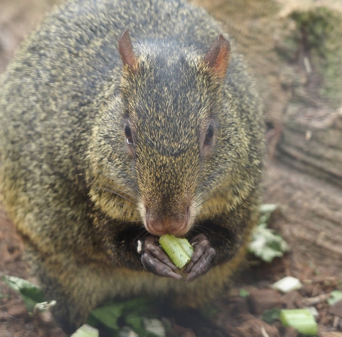 Azara's agouti (Dasyprocta azarae), 2024-09-17