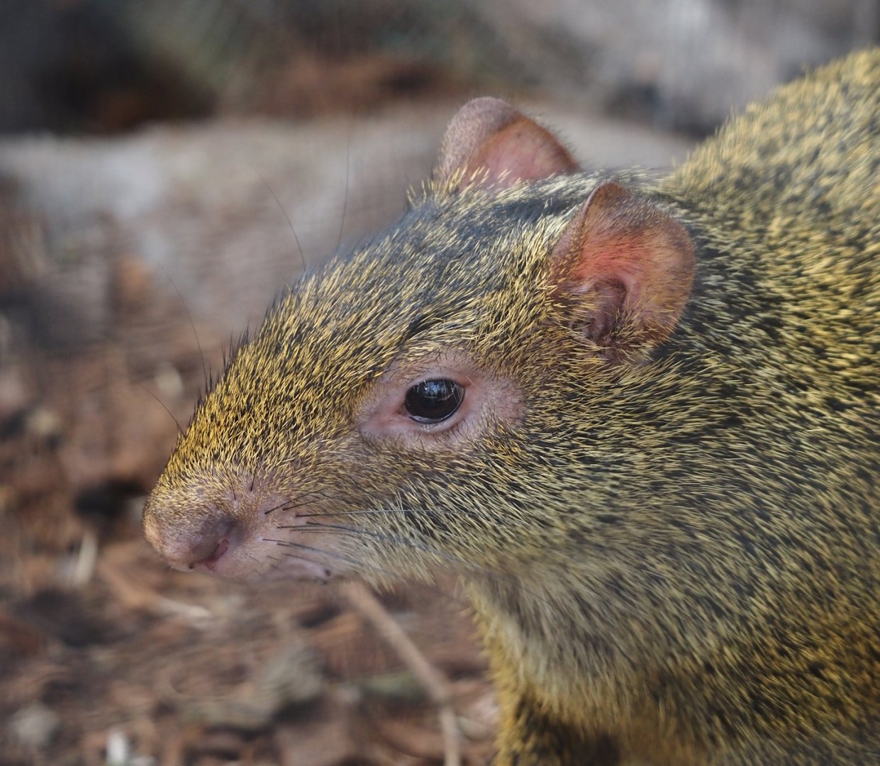 Azara's agouti (Dasyprocta azarae), 2024-09-17