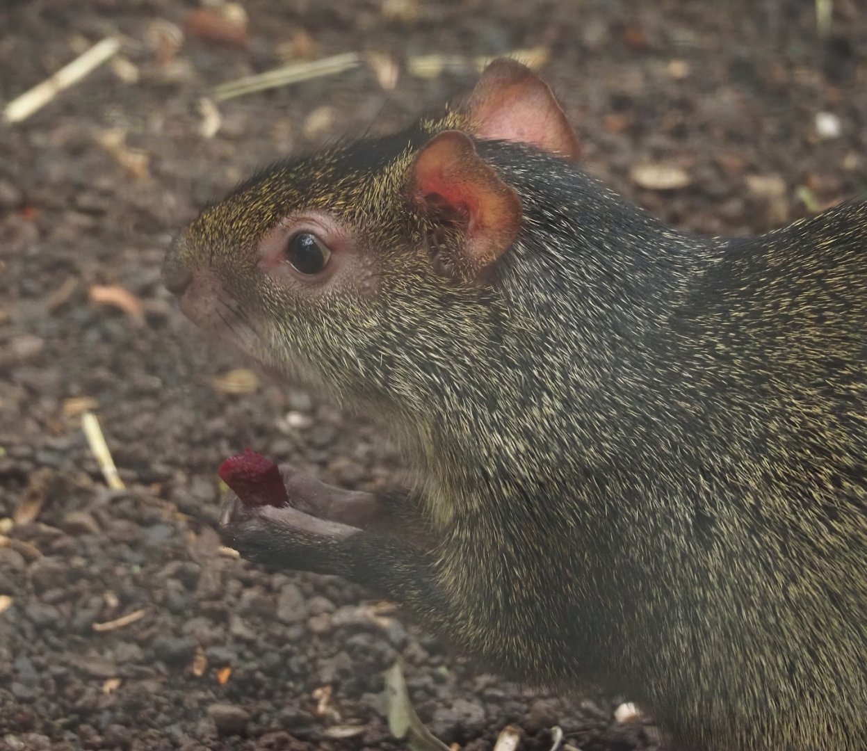 Azara's agouti (Dasyprocta azarae), 2024-09-17