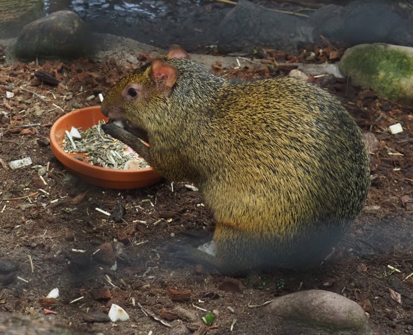 Azara's agouti (Dasyprocta azarae), 2024-09-17
