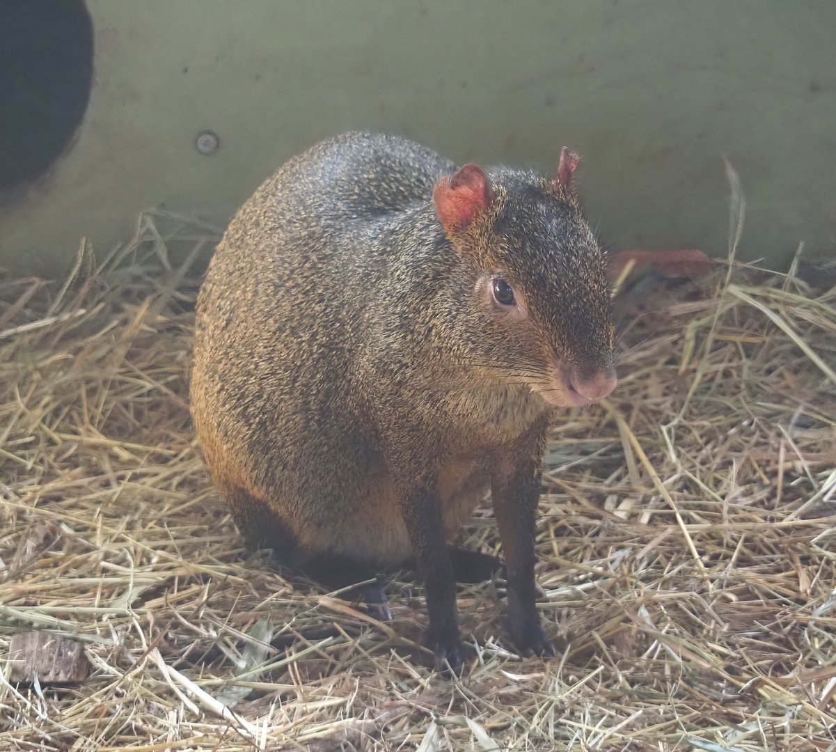 Azara's agouti (Dasyprocta azarae), 2025-04-12