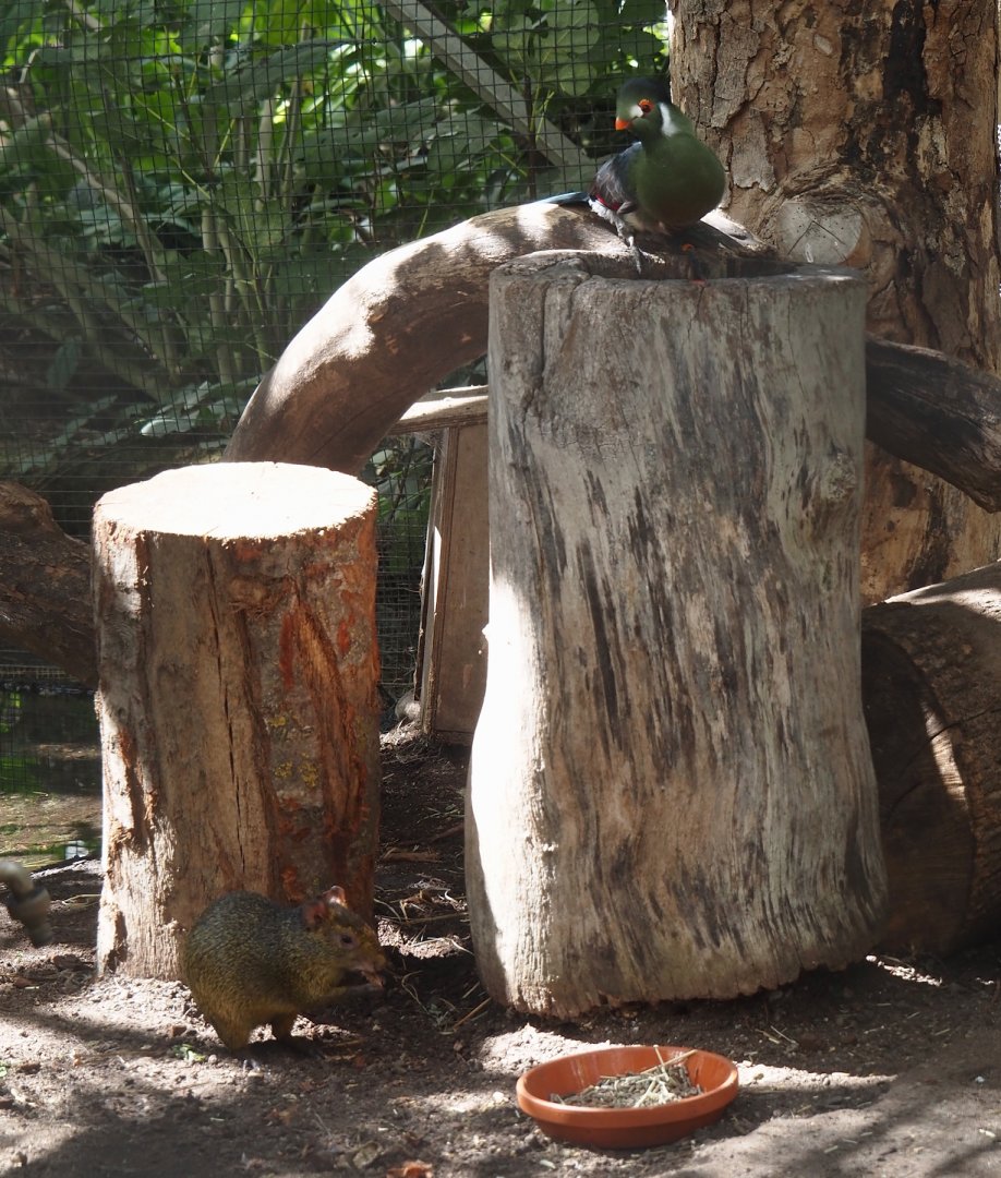 Azara's agouti (Dasyprocta azarae) and White-cheeked turaco (Menelikornis leucotis leucotis), 2025-09-01