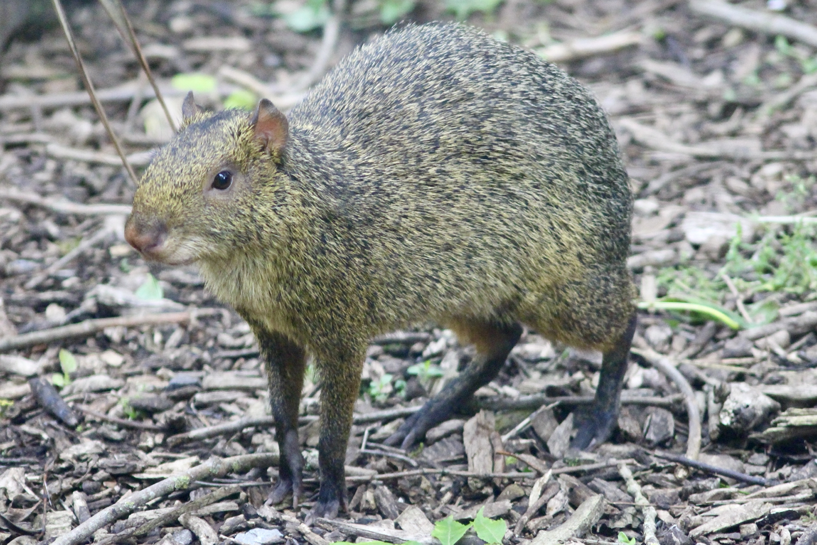 Azara's agouti (Dasyprocta azarae) at Emerald Park - 21/07/2023