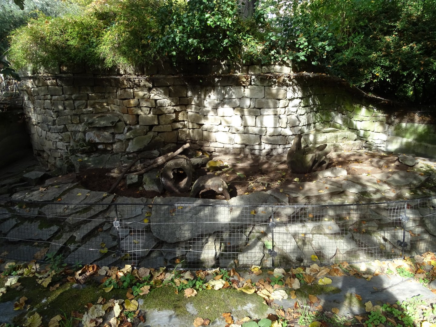 Azara's agouti (Dasyprocta azarae) exhibit