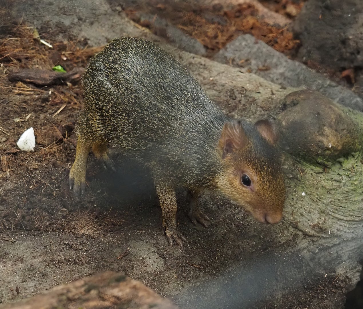 Azara's agouti (Dasyprocta azarae) pup, 2024-09-17