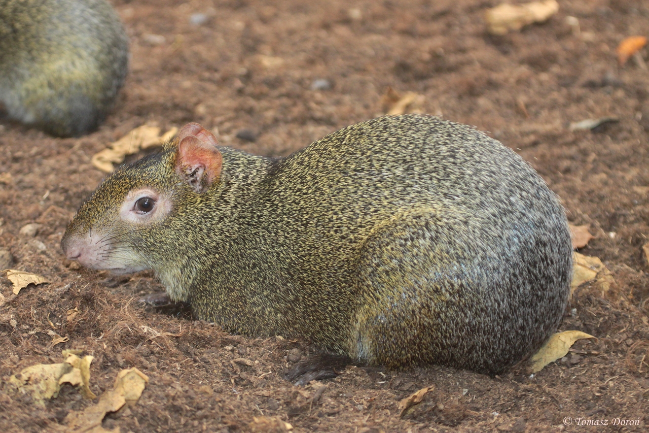 Azara's Agouti (Dasyprocta azarae)
