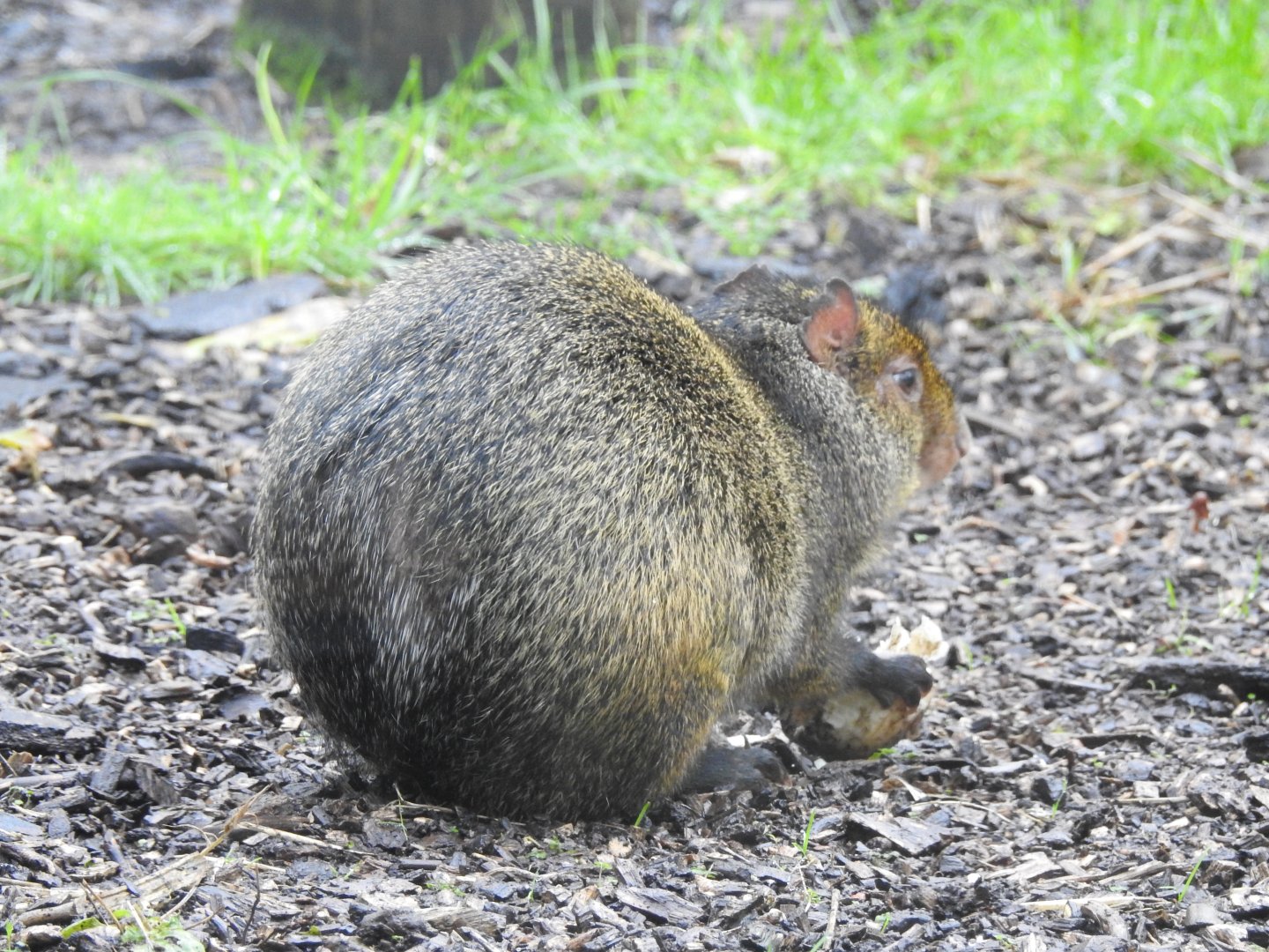 Azara's Agouti (Dasyprocta azarae)