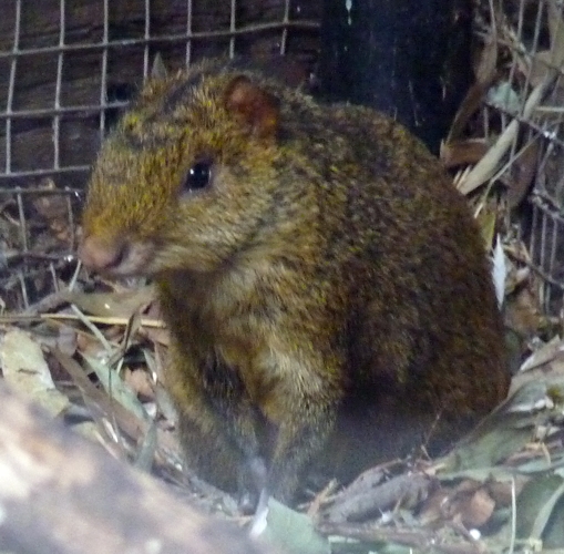 Azara's agouti (Dasyprocta azarae)