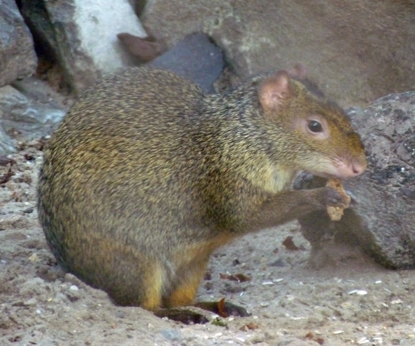 Azara's agouti (Dasyprocta azarae)