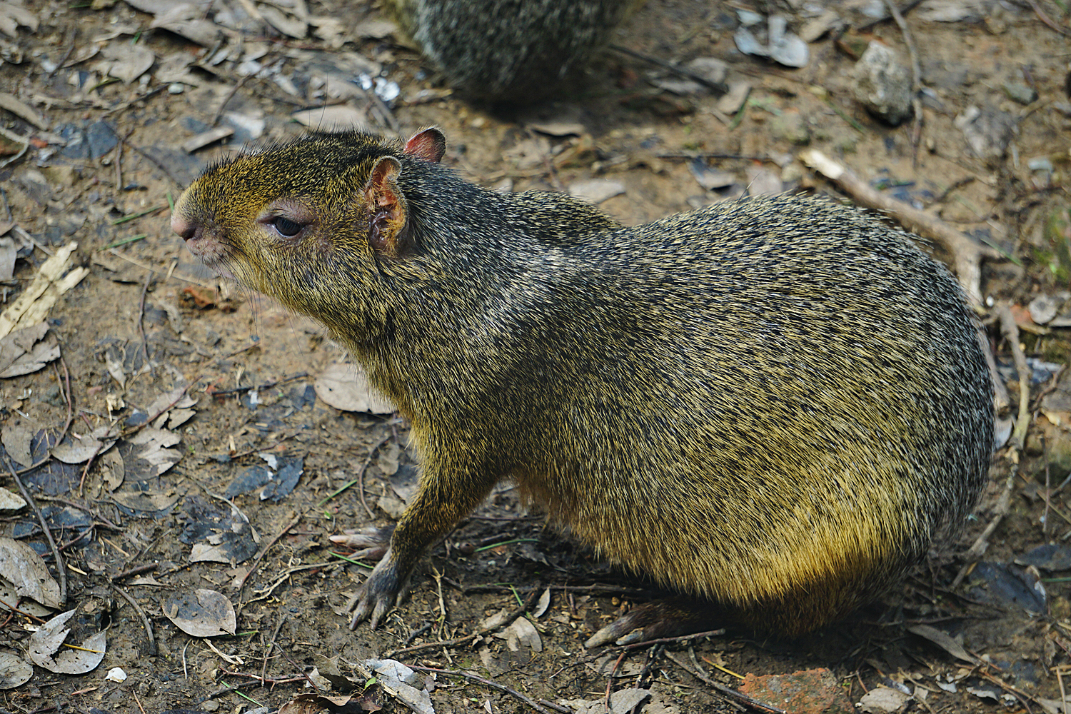 Azara's agouti (Dasyprocta azarae)