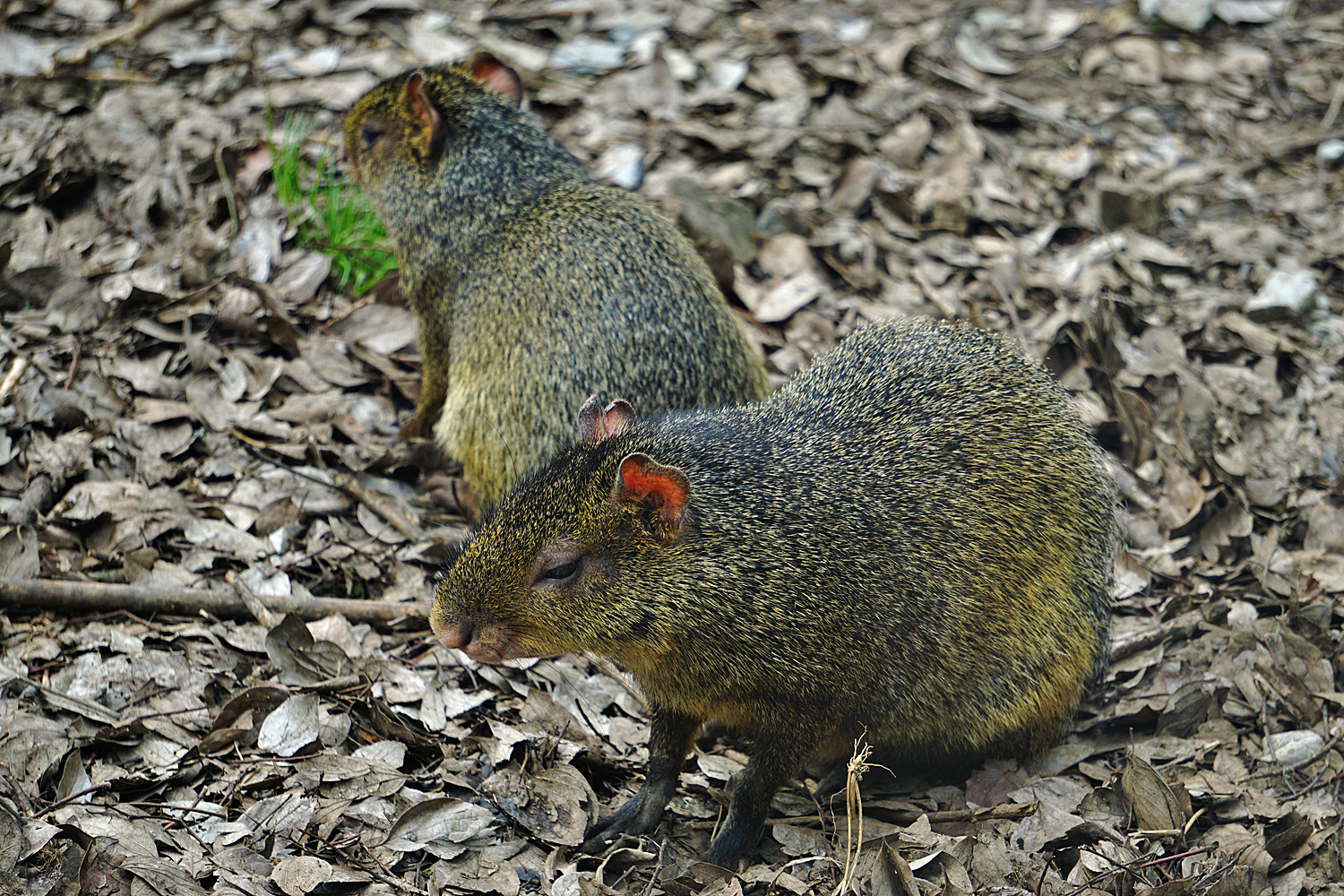 Azara's agouti (Dasyprocta azarae)