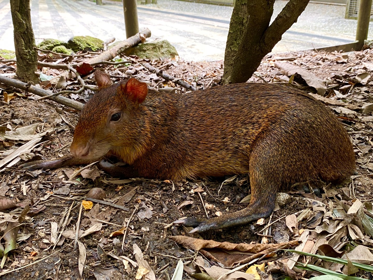 Azara’s agouti (Dasyprocta azarae)