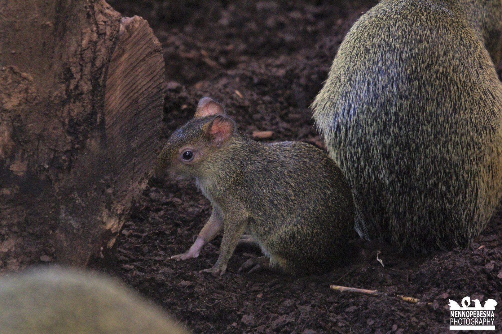 Azara's agouti (Dasyprocta azarae)