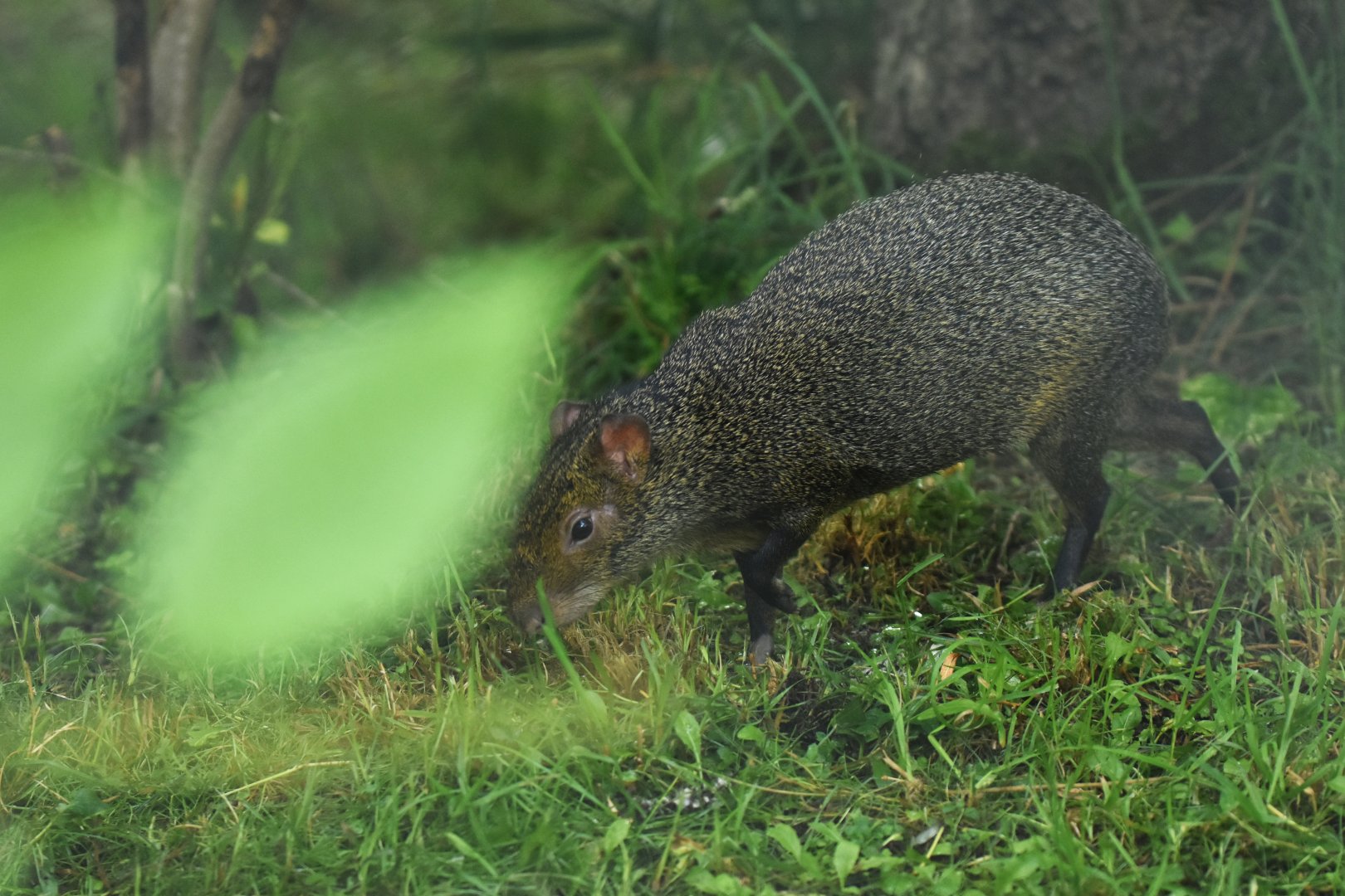 Azara's agouti (Dasyprocta azarae)
