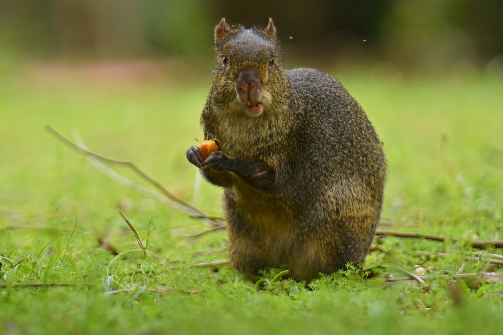 Azara's agouti (Dasyprocta azarae)
