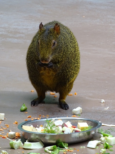 Azara's agouti (Dasyprocta azarae)