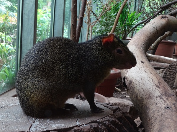 Azara's agouti (Dasyprocta azarae)