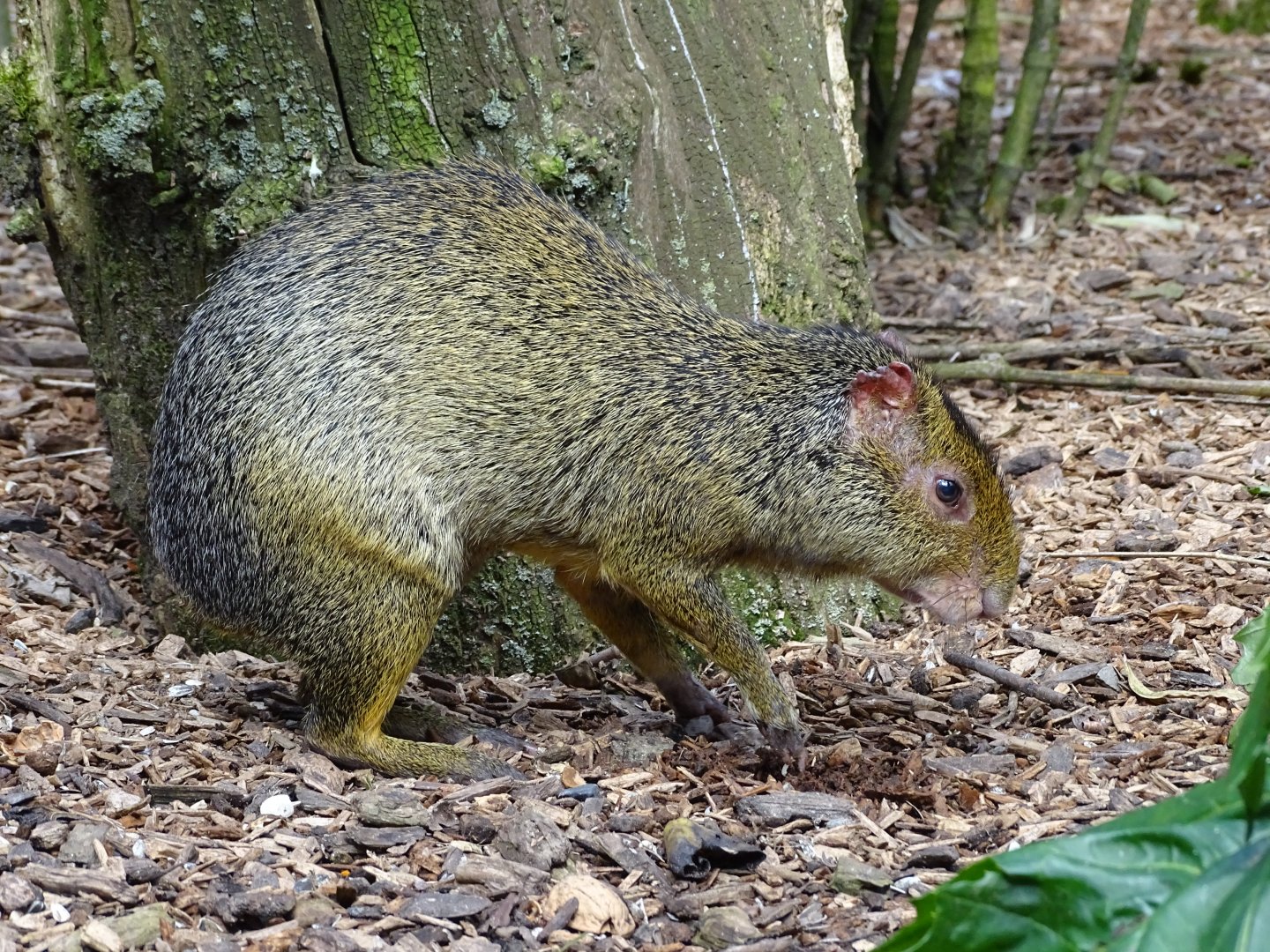 Azara's agouti (Dasyprocta azarae)