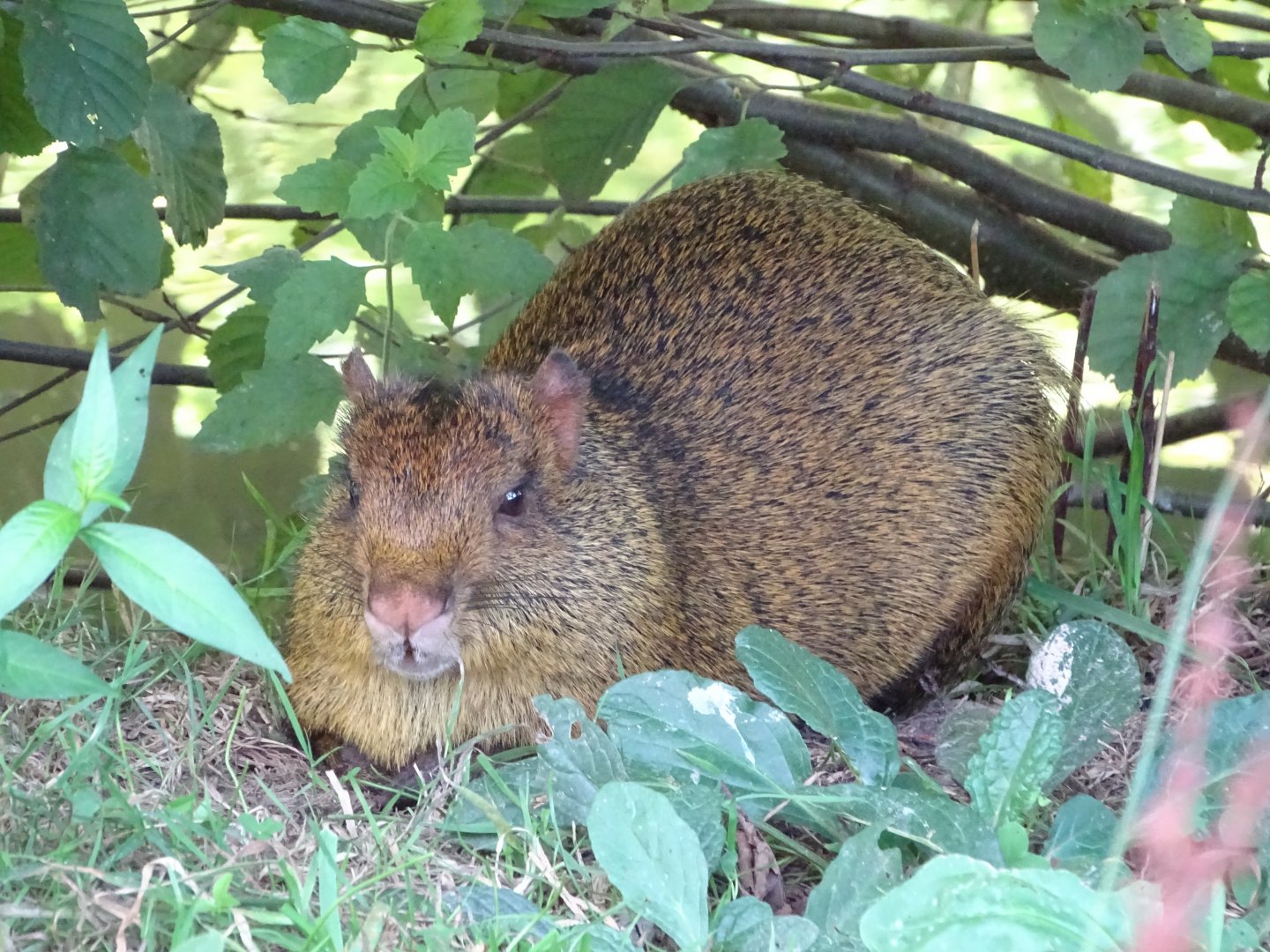 Azara's agouti (Dasyprocta azarae)