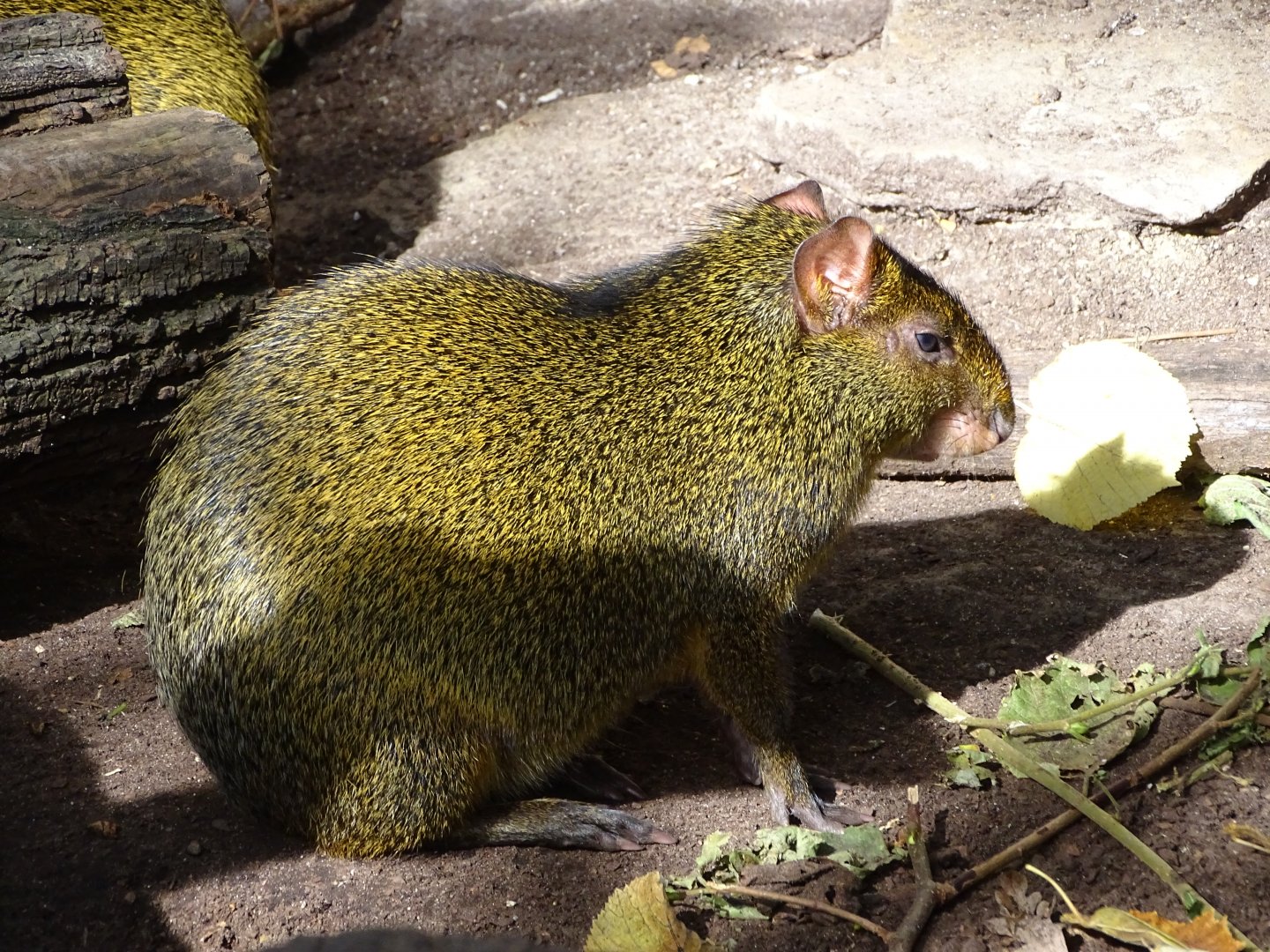 Azara's agouti (Dasyprocta azarae)