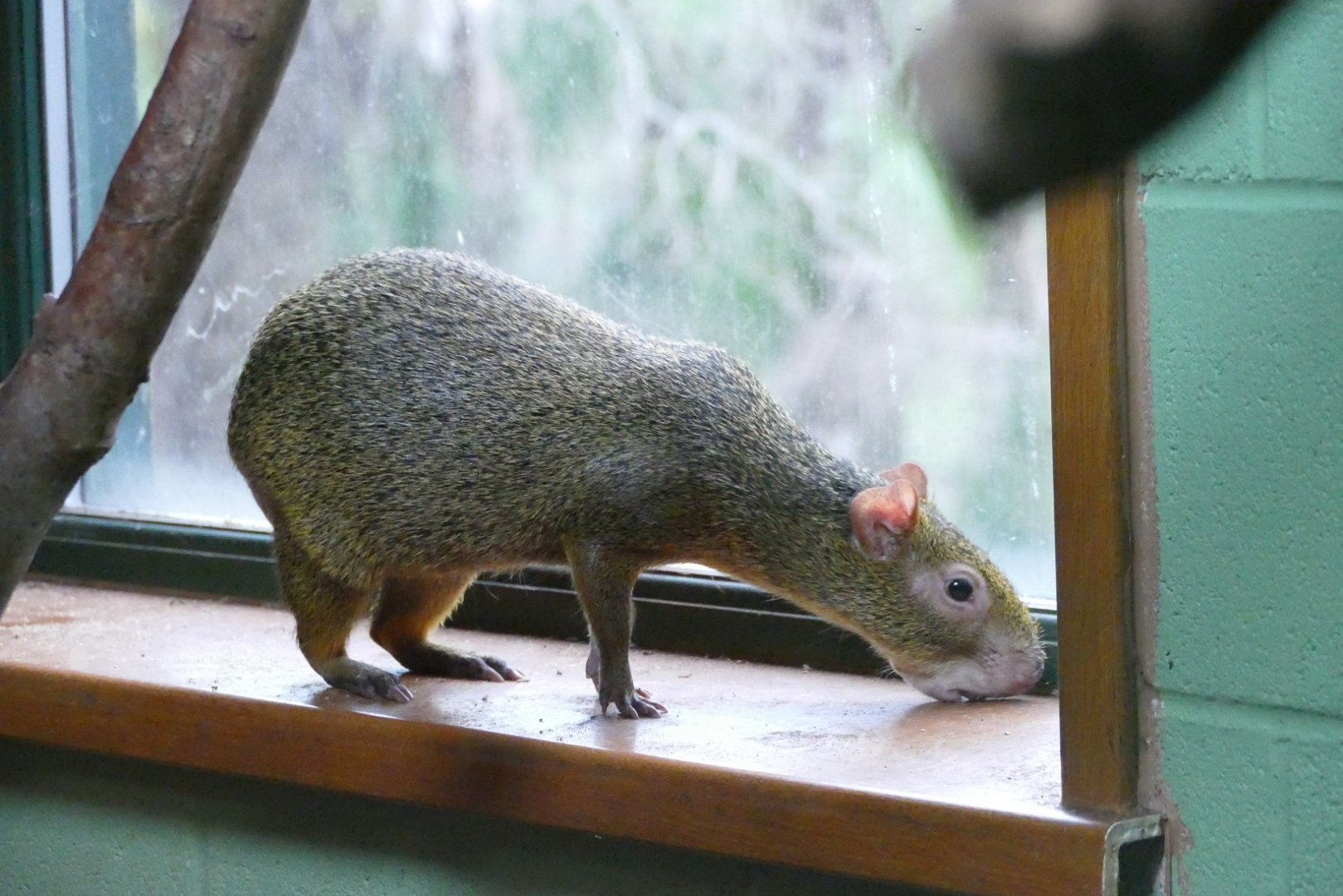 Azara's Agouti, December 2019
