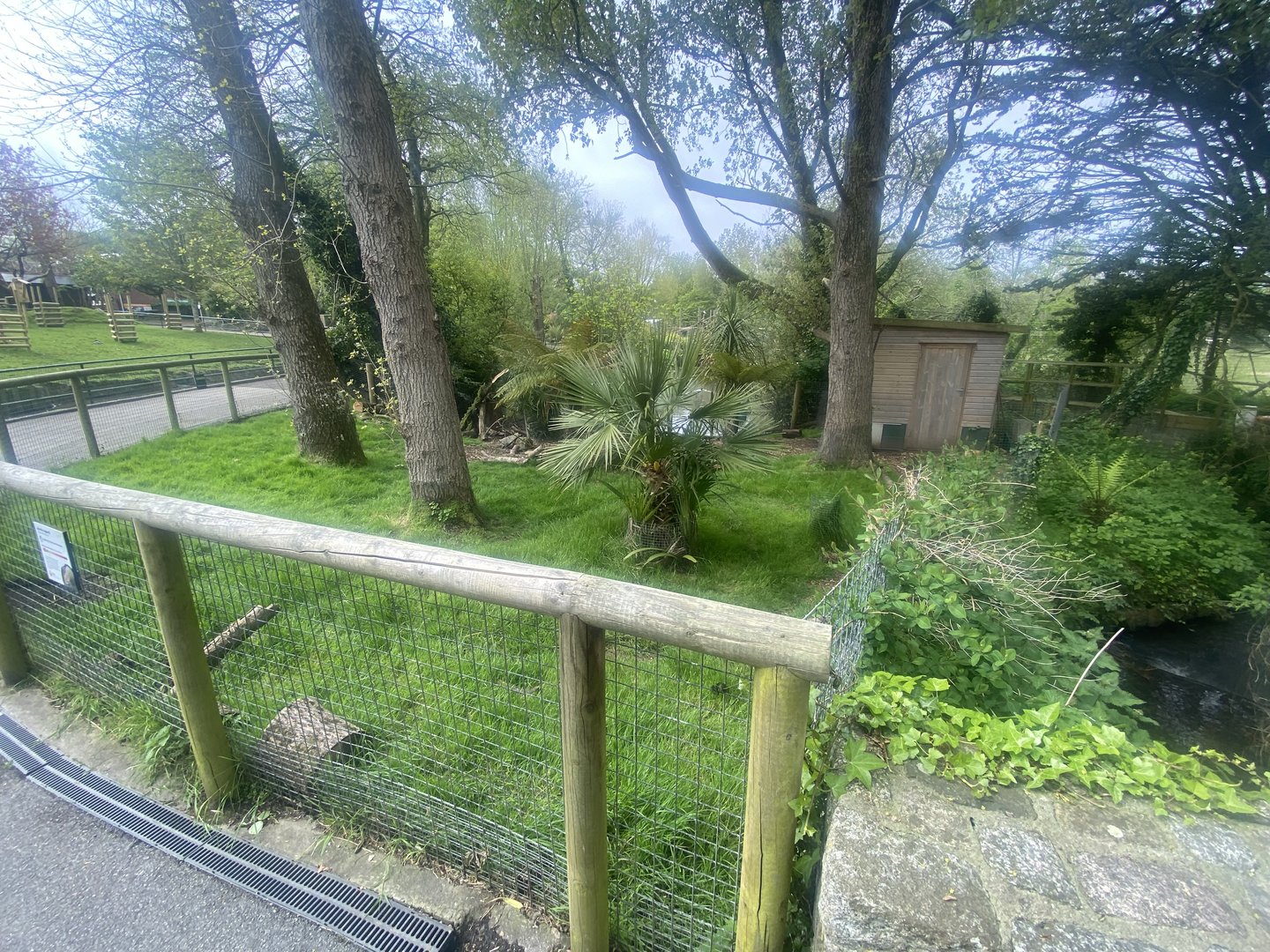 Azara’s agouti enclosure 060523