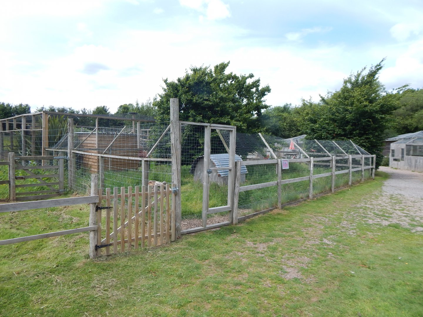 Azara's agouti enclosure 060625