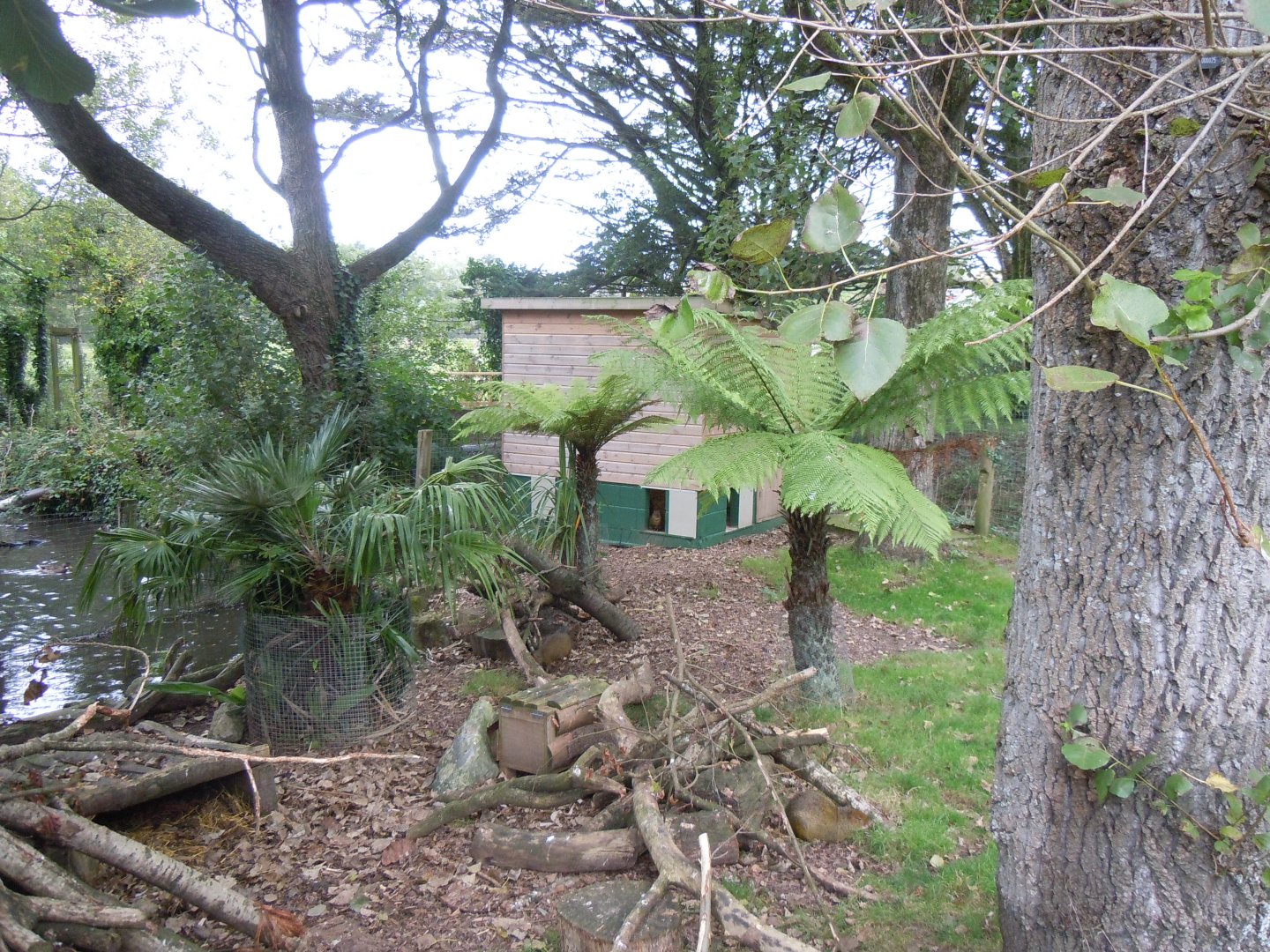 Azara's agouti enclosure 070920