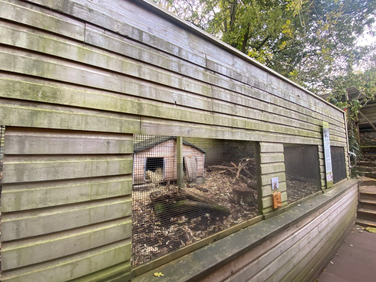 Azara’s agouti enclosure 111222