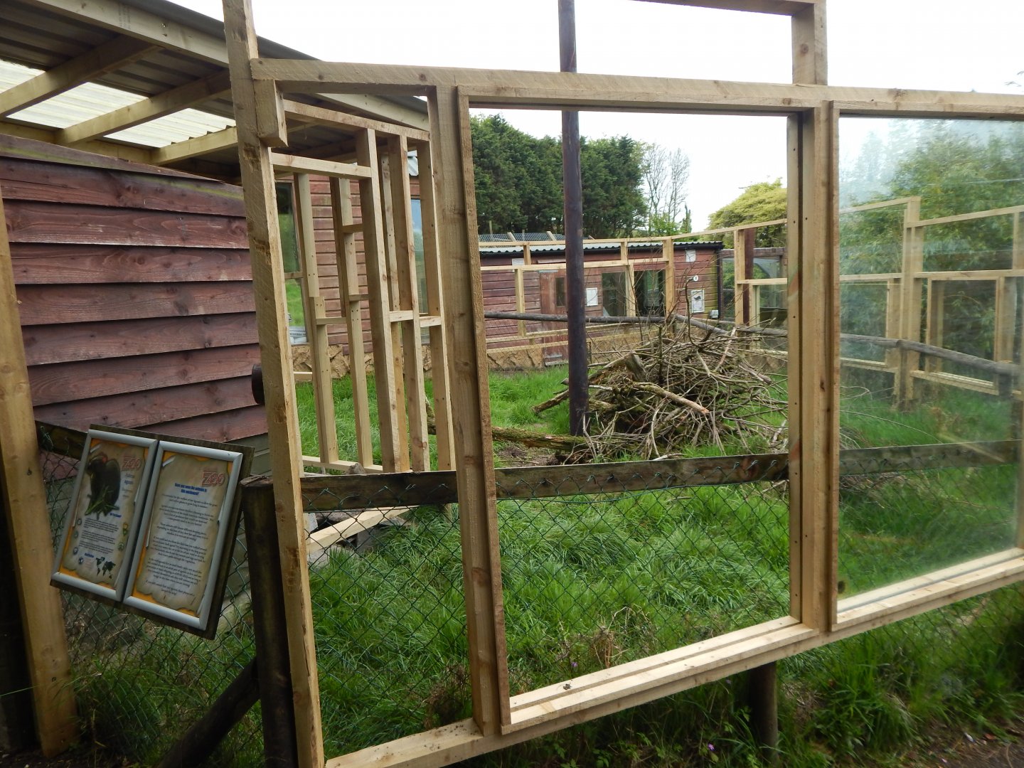 Azara's agouti enclosure 150522